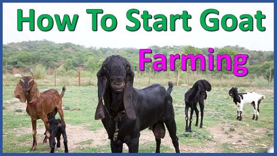 Startup-Goat-Farming-business