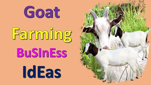 Goat-Farming-shuru-kaise-kare