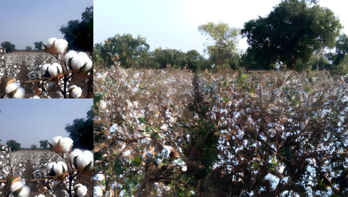 cotton-farming-in-gujarat